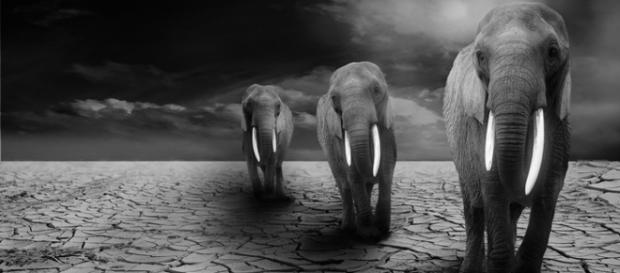 African elephants. Image courtesy of Pixabay African elephants. Image courtesy of Pixabay