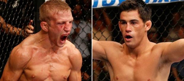 Dillashaw x Cruz disputam cinturão peso galo Dillashaw x Cruz disputam cinturão peso galo