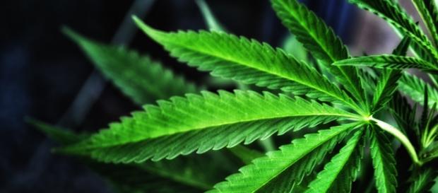 Cannabis sativa, também conhecida como maconha Cannabis sativa, também conhecida como maconha