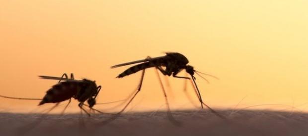 O mosquito aedes aegypti é o vetor da doença. O mosquito aedes aegypti é o vetor da doença.