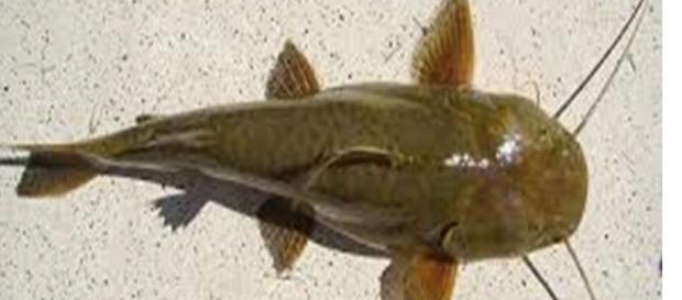 O Peixe bagre é encontrado em rios, lagos e mar. O Peixe bagre é encontrado em rios, lagos e mar.