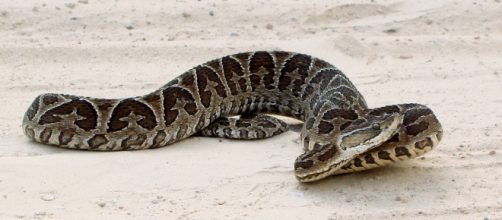 La mayoría de las serpientes son venenosas