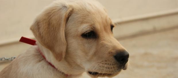Donna picchiata e derubata del suo Labrador Donna picchiata e derubata del suo Labrador