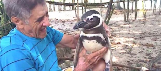 O pedreiro João e o pingüim Jinling, amigos fieis O pedreiro João e o pingüim Jinling, amigos fieis