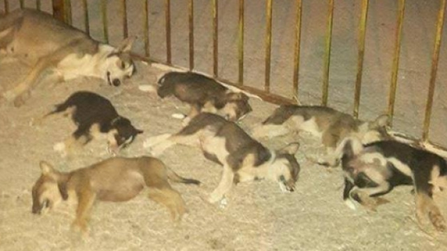 L'ultimo caso: mamma e cuccioli morti avvelenati