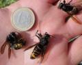 Chegam na Europa as temíveis vespas assassinas, nigrithorax