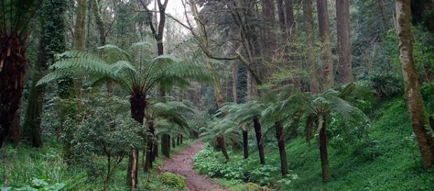 Bussaco reúne centenas de espécies de flora únicas Bussaco reúne centenas de espécies de flora únicas