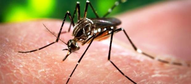 La zanzara vettrice del Virus. La zanzara vettrice del Virus.