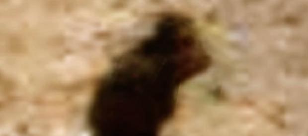 Ufo: strana figura su Marte ripresa dalla Nasa Ufo: strana figura su Marte ripresa dalla Nasa