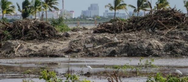 El Manglar fue destruido solo en cuatro días El Manglar fue destruido solo en cuatro días