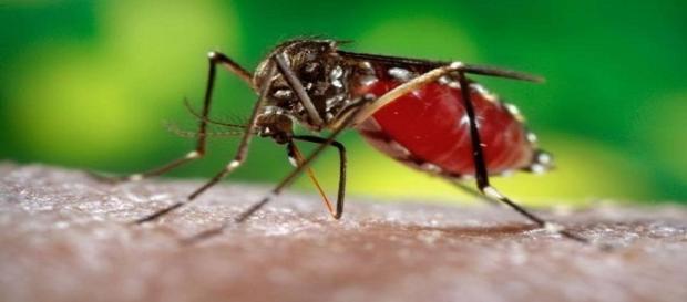 El Zika causa estado de alerta en Brasil El Zika causa estado de alerta en Brasil