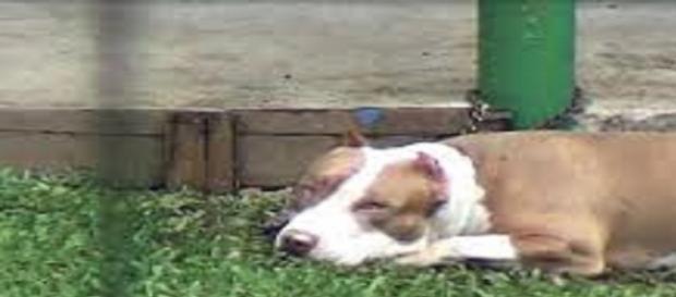 hagan como el perro duerman bien hagan como el perro duerman bien
