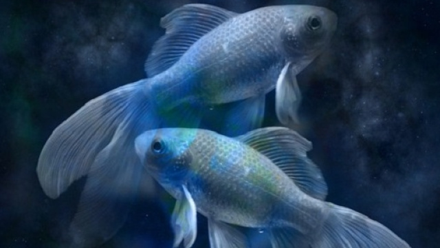 Oroscopo febbraio 2016 Pesci: le previsioni