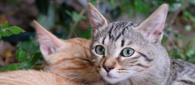 Gatos seriam mortos e sua carne vendida Gatos seriam mortos e sua carne vendida