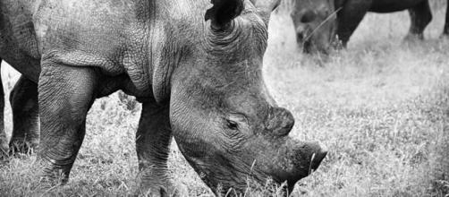 African rhinos. Image courtesy Pixabay commons