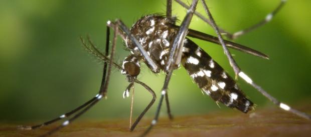 Aedes Albopictus "zanzara tigre" Aedes Albopictus "zanzara tigre"