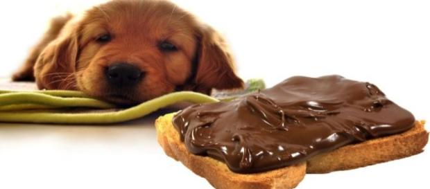 Il cioccolato è un veleno per i cani Il cioccolato è un veleno per i cani