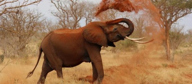 Cria de elefante salva-se graças a um cão Cria de elefante salva-se graças a um cão