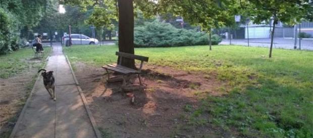 Monza, coppia fa sesso su panchina area cani Monza, coppia fa sesso su panchina area cani