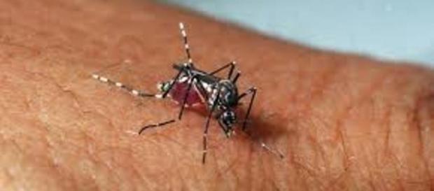 Mosquito aedes aegypti/ Fonte: Internet Mosquito aedes aegypti/ Fonte: Internet