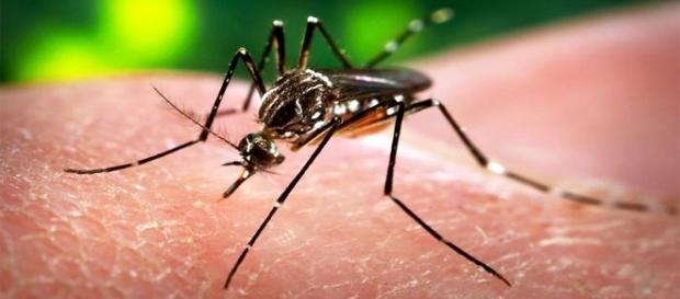 Allarme virus Zika in 22 Paesi Allarme virus Zika in 22 Paesi