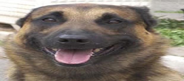 Anche i cani poliziotto vanno in pensione Anche i cani poliziotto vanno in pensione