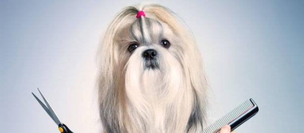 El cuidado de su mascota para su felicidad El cuidado de su mascota para su felicidad