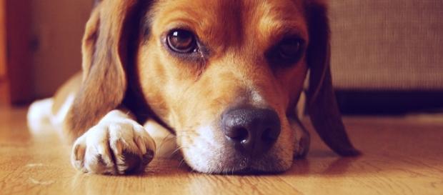 foto che ritrae un cane beagle foto che ritrae un cane beagle