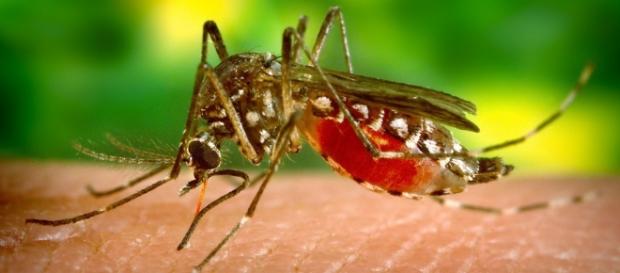 Zanzara tipo Aedes "carica" di sangue Zanzara tipo Aedes "carica" di sangue