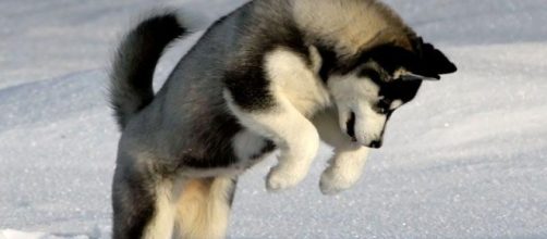 Cane Husky siberiano gioca nella neve.