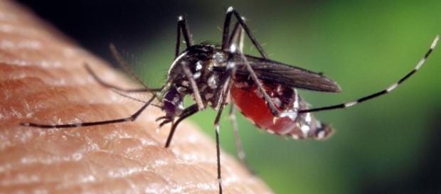 Aedes Aegypti principale vettore dello Zika Virus Aedes Aegypti principale vettore dello Zika Virus