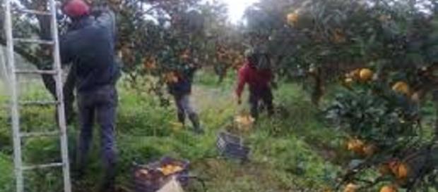 Calabria, un euro all'ora per raccogliere agrumi Calabria, un euro all'ora per raccogliere agrumi