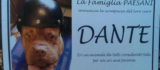 Dante viene salutato dai suoi umani Dante viene salutato dai suoi umani