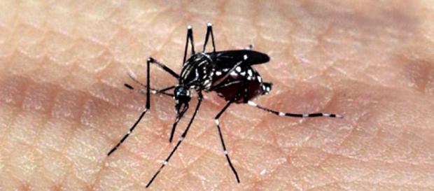 Mosquito transmissor do vírus zika Mosquito transmissor do vírus zika
