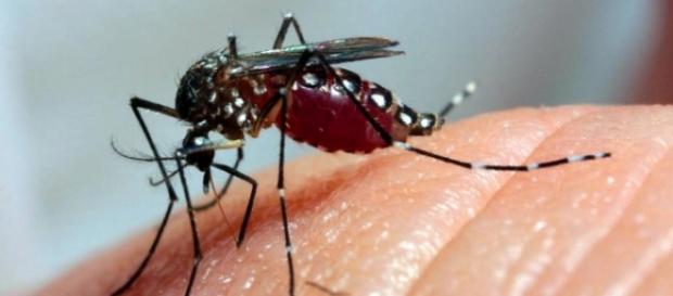 Veículos internacionais estão temerosos com o zika Veículos internacionais estão temerosos com o zika