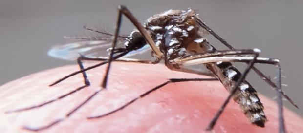 Zika vírus tem preocupado as autoridades nacionais Zika vírus tem preocupado as autoridades nacionais