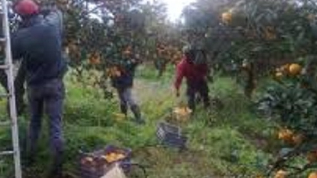 Calabria, un euro all'ora per raccogliere agrumi