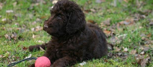 Labradoodle (cruzamento de Labrador e Poodle) Labradoodle (cruzamento de Labrador e Poodle)