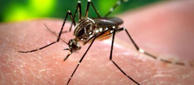 Mosquito Aedes Aegypti transmissor do Zika vírus Mosquito Aedes Aegypti transmissor do Zika vírus