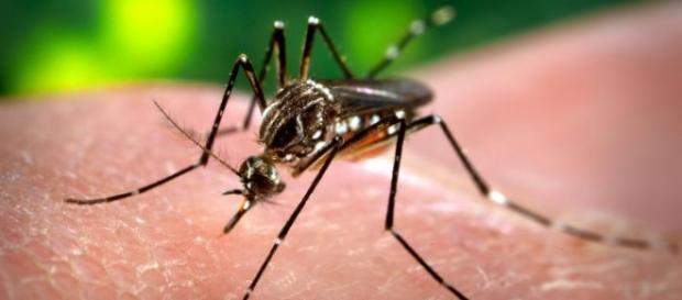 Un virus transmis de ţânţari ameninţă omenirea Un virus transmis de ţânţari ameninţă omenirea