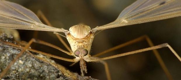 Virus Zika, alerta en todo el continente americano Virus Zika, alerta en todo el continente americano