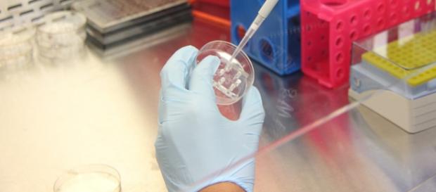 Zika e sperimentazione genetica Zika e sperimentazione genetica