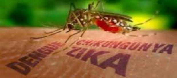 Zika: vacina está sendo estudada (Foto:Reprodução) Zika: vacina está sendo estudada (Foto:Reprodução)