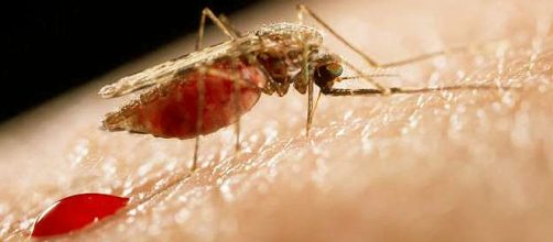 Virus Zika: allarme anche in Italia