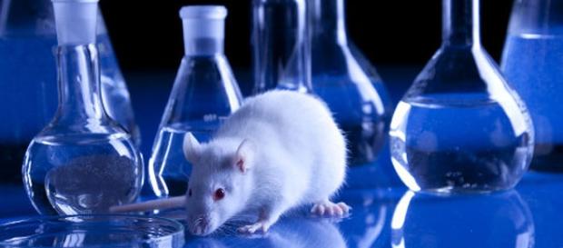 Sperimentazione sugli animali non più necessaria Sperimentazione sugli animali non più necessaria