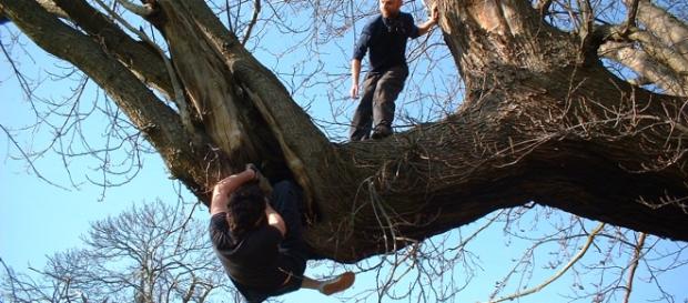 Tree climbing, la nueva forma de hacer ejercicio Tree climbing, la nueva forma de hacer ejercicio