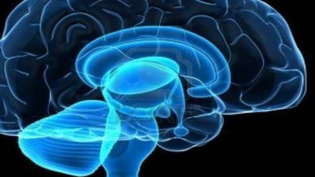 ippocampo custode del GPS del cervello