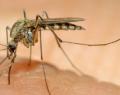 El virus zika se propaga de forma explosiva