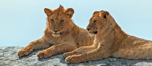 African lions. Image courtesy of Pixabay