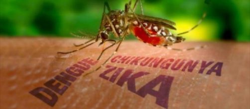 Virus Zika: quattro i casi in Italia